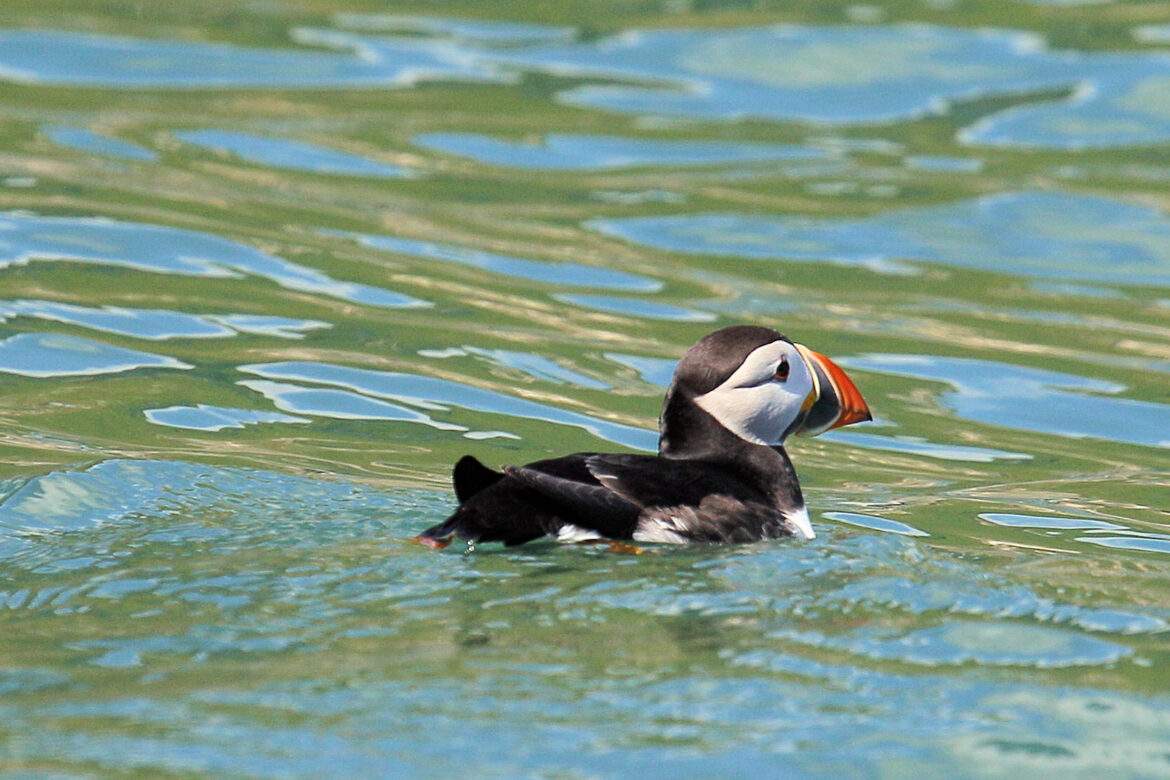 Puffin Cruise Bempton, Flamborough Head Puffin Cruise Bempton, Flamborough Head