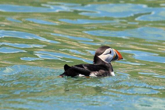 Puffin Cruise Bempton, Flamborough Head Puffin Cruise Bempton, Flamborough Head