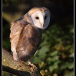 Barn Owl at High Barn
