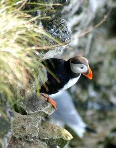 Bempton Cliffs puffin