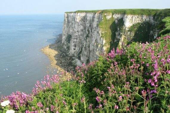Bempton cliffs Bempton cliffs