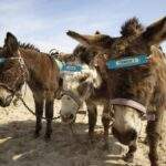 Bridlington donkeys