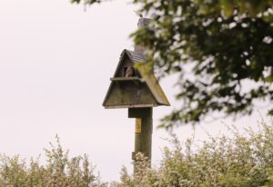 Kestrel in one of our Owl boxes at High Barn, Heritage Estates by Jane Hewitt