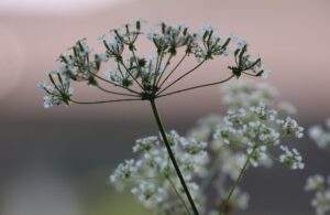 Spring wildflowers at Heritage Escapes by Jane Hewitt