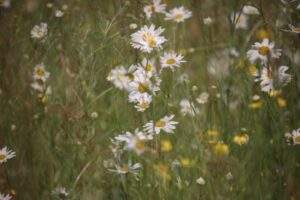 Spring wildflowers at Heritage Escapes by Jane Hewitt