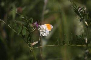 Wildflower meadow and butterfly High Barn by Jane Hewitt