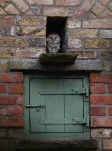 Barn Owl at entrance to her nest at High Barn by Jane Hewitt