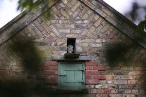 Birds. Barn Owl at entrance to her nest at High Barn. Gable shot by Jane Hewitt