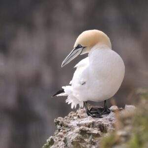 Birds Gannet Bempton Cliffs by Jane Hewitt