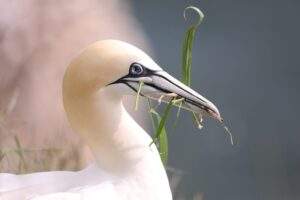 Birds. Gannet at Bempton Cliffs by Jane Hewitt