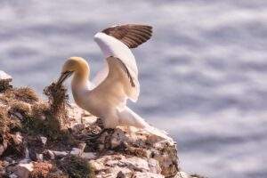 Birds. Gannet nesting by Jane Hewitt