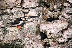 Birds. Puffins at Bempton Cliffs by Jane Hewitt
