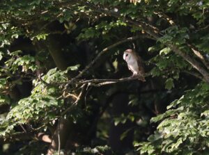 Birds. Barn Owl in trees by The Spinney at High Barn, Heritage Escapes by Jane Hewitt