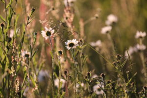 Wildflower meadow High Barn by Jane Hewitt