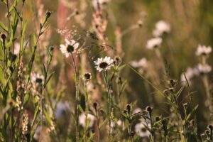 Wildflower meadow High Barn by Jane Hewitt