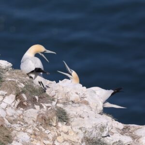 Birds. Gannets on Bempton Cliffs by Jane Hewitt