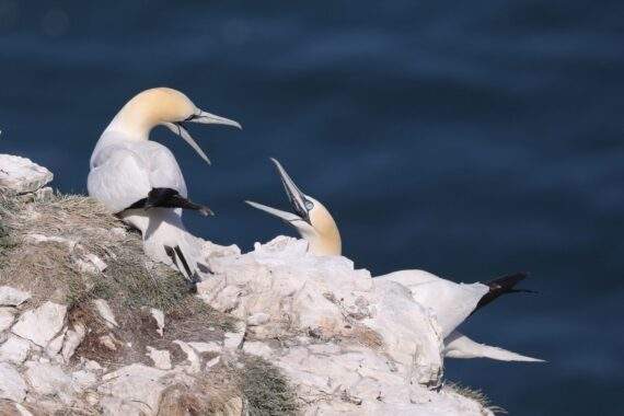 Birds. Gannets on Bempton Cliffs by Jane Hewitt