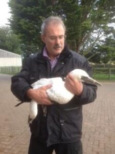 Wildlife. John rescues gannet