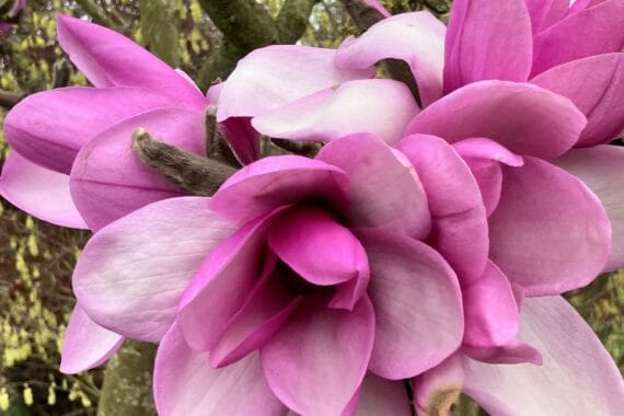 Magnolia blossom at Burton Agnes Hall in Springtime