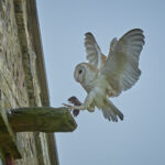Barn Owl at High Barn going into nestbox to feed chicks