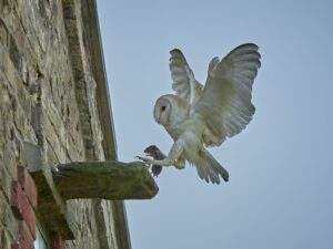 Barn Owl at High Barn going into nestbox to feed chicks