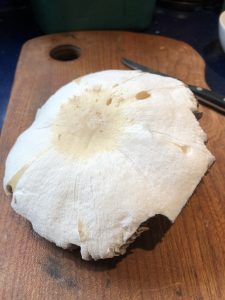 Large field mushroom