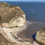 Seals Flamborough