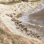 Flamborough seals