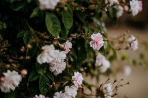 Roses. Field House Farm Cottages, Heritage Escapes