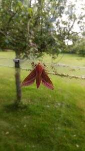 Wildlife. elephant moth in greenhouse