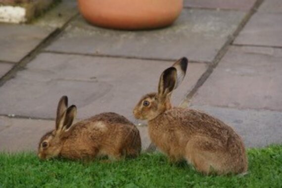 Wildlife hare near the cottages