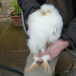 Baby Barn Owl being ringed